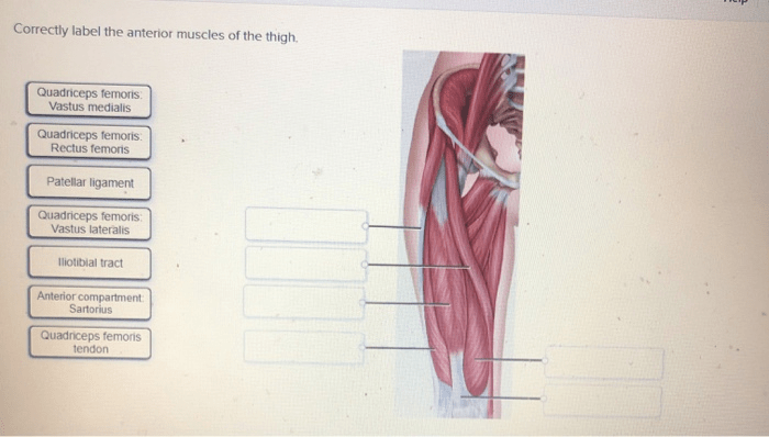 Correctly label the anterior muscles of the thigh.