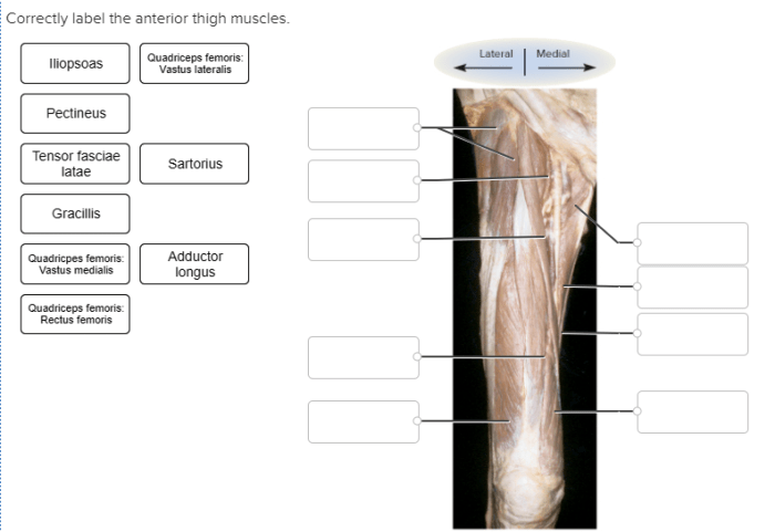 Muscles medial lateral move extrinsic foot muscle anatomy toes leg human body muscular system choose board